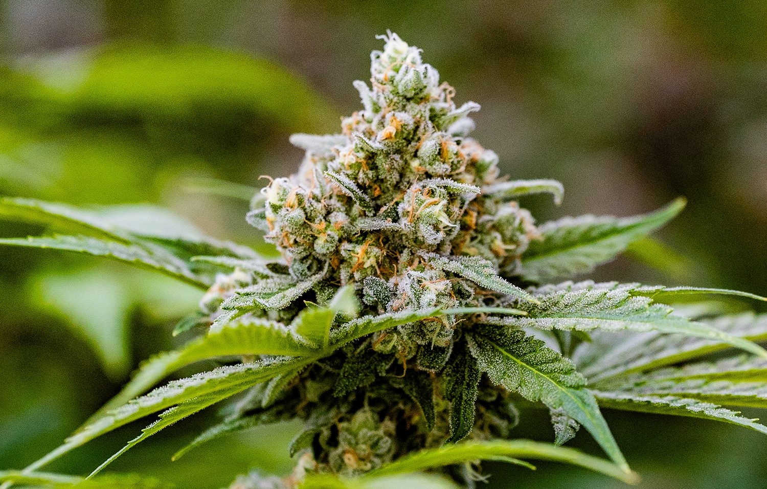 Growing Cannabis Seeds: Here’s Everything You Need To Know