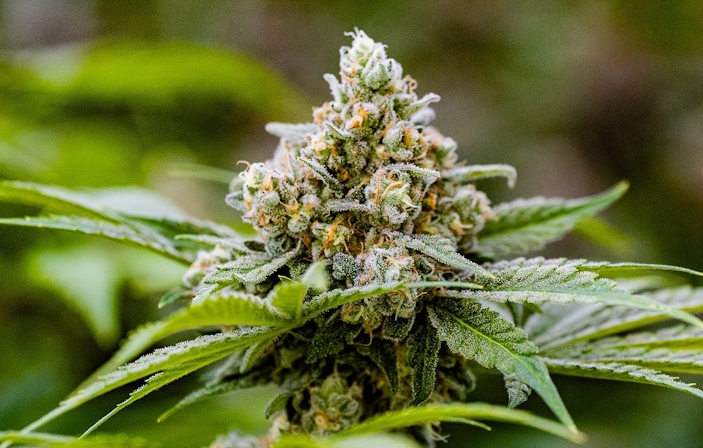 Growing Cannabis Seeds: Here’s Everything You Need To Know