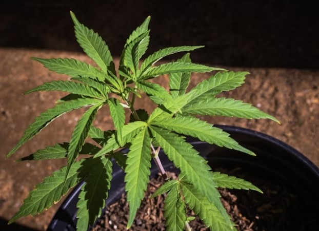 Growing Cannabis Seeds: Here’s Everything You Need To Know