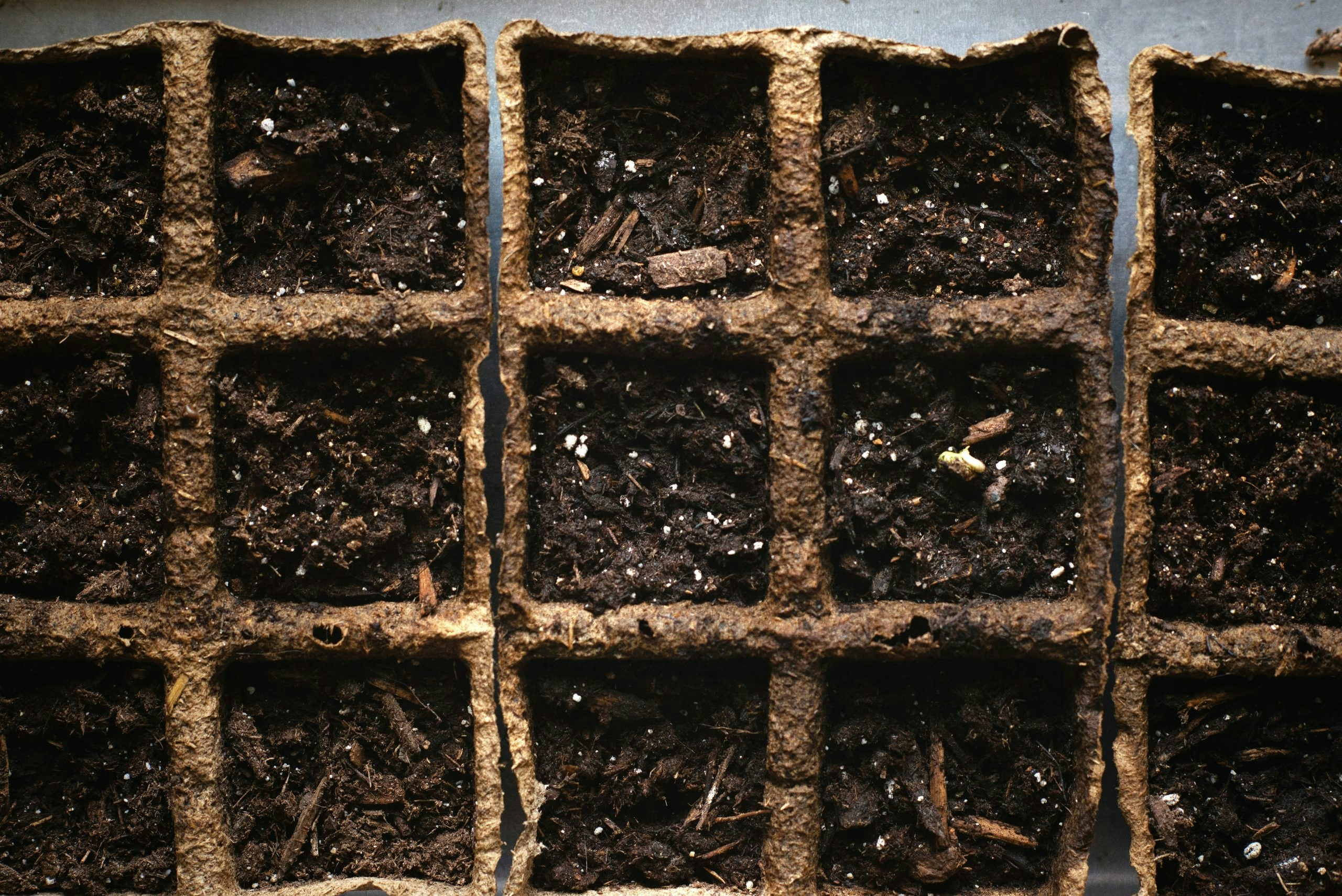 The Best Soil For Growing Cannabis In 2024