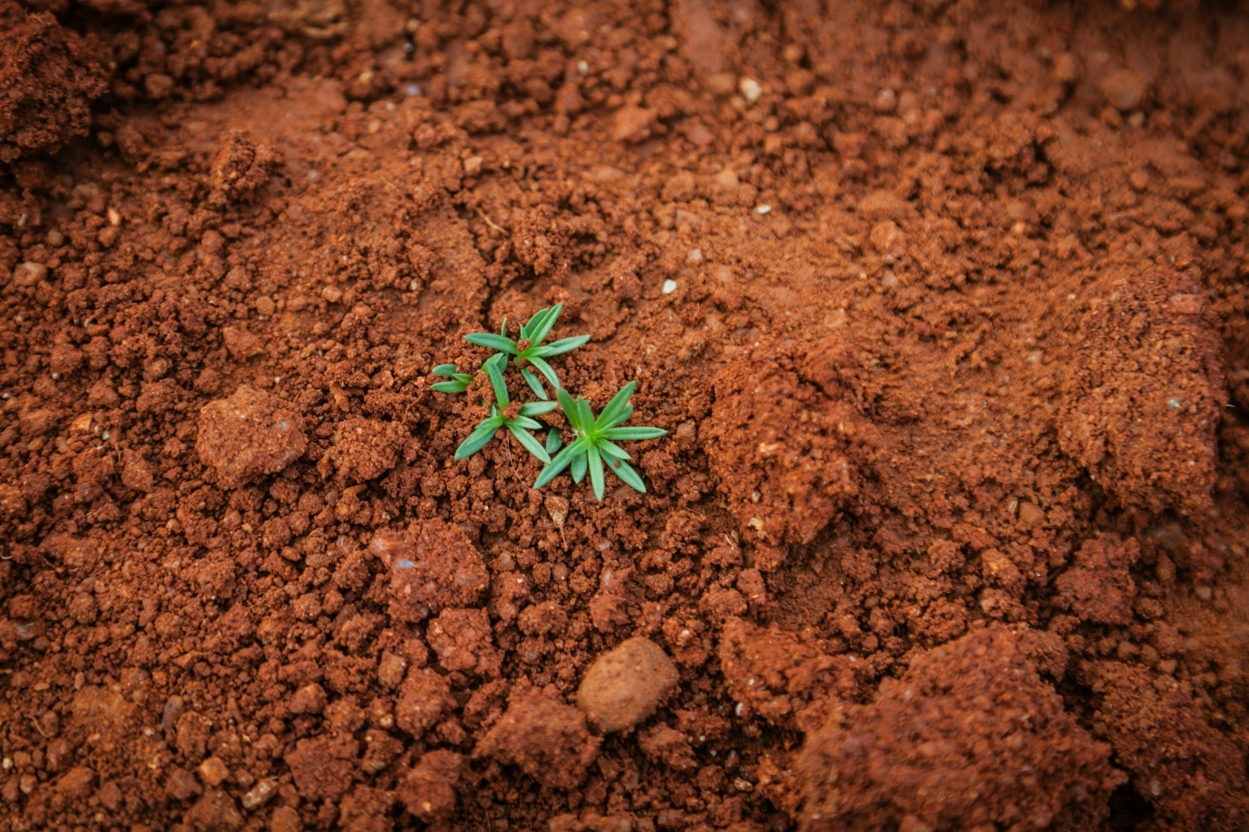 The Best Soil For Growing Cannabis In 2025