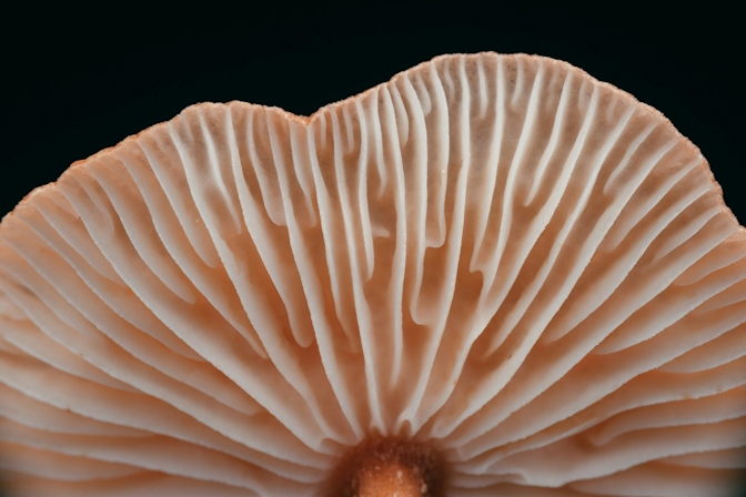The Best Mushroom Gummies