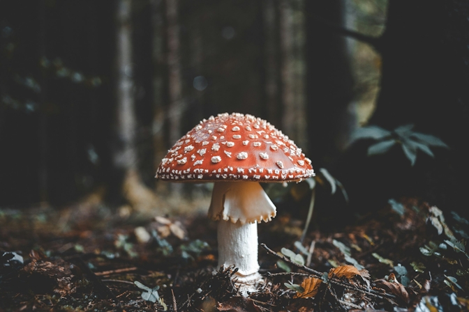 The Best Mushroom Gummies