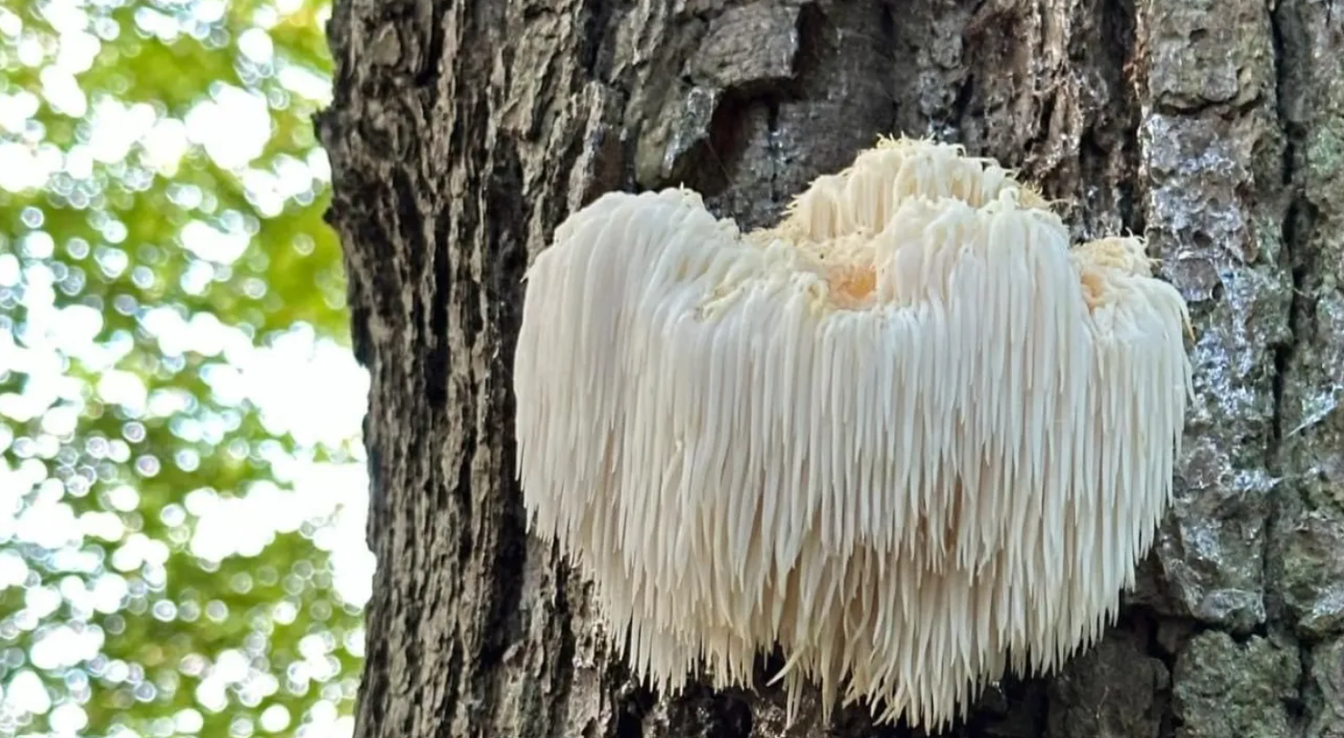 The Best Mushroom Gummies