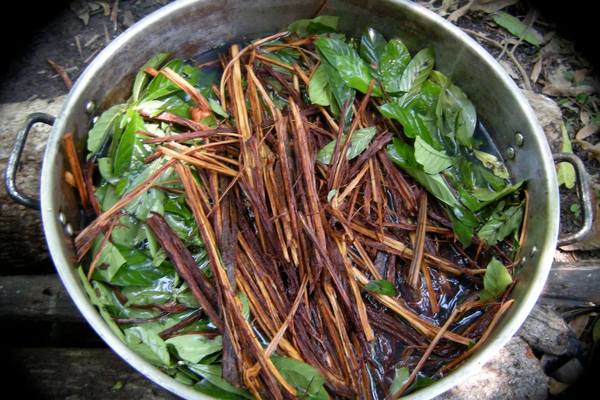 Ayahuasca Trip: How Long Does It Last?