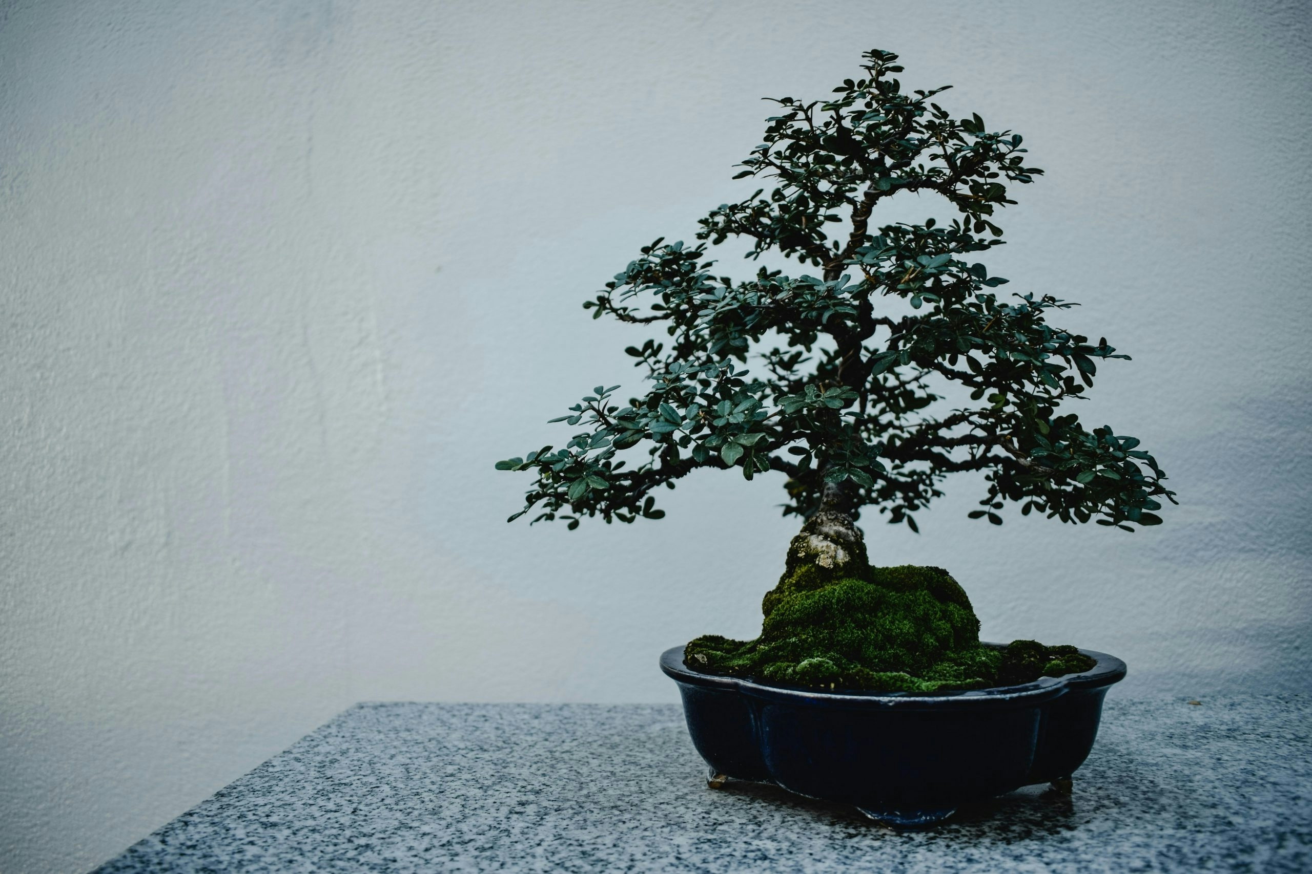 Cannabis Bonsai: What It Is & How To Grow One