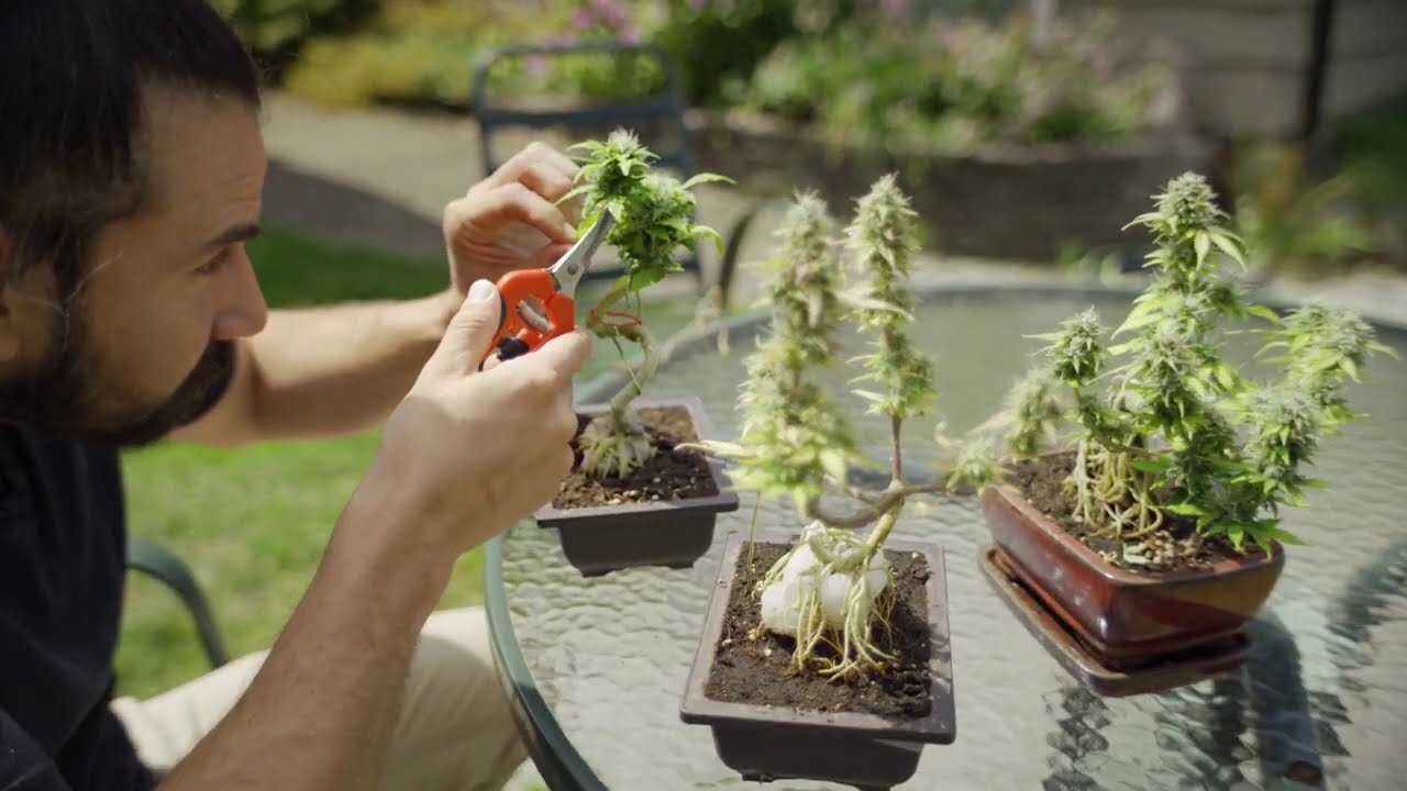 Cannabis Bonsai: What It Is & How To Grow One