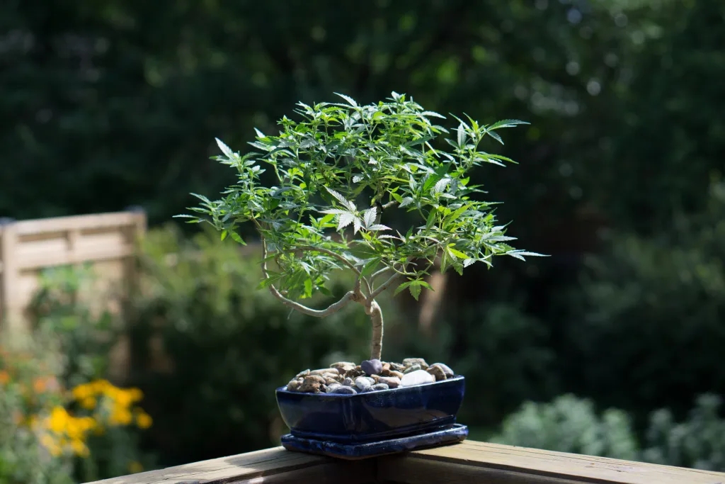Cannabis Bonsai: What It Is & How To Grow One