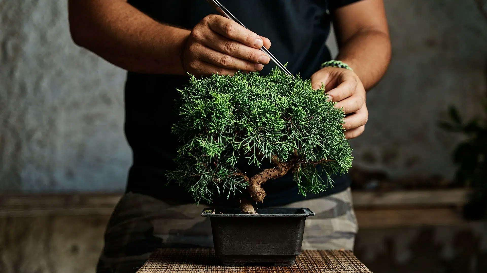 Cannabis Bonsai: What It Is & How To Grow One