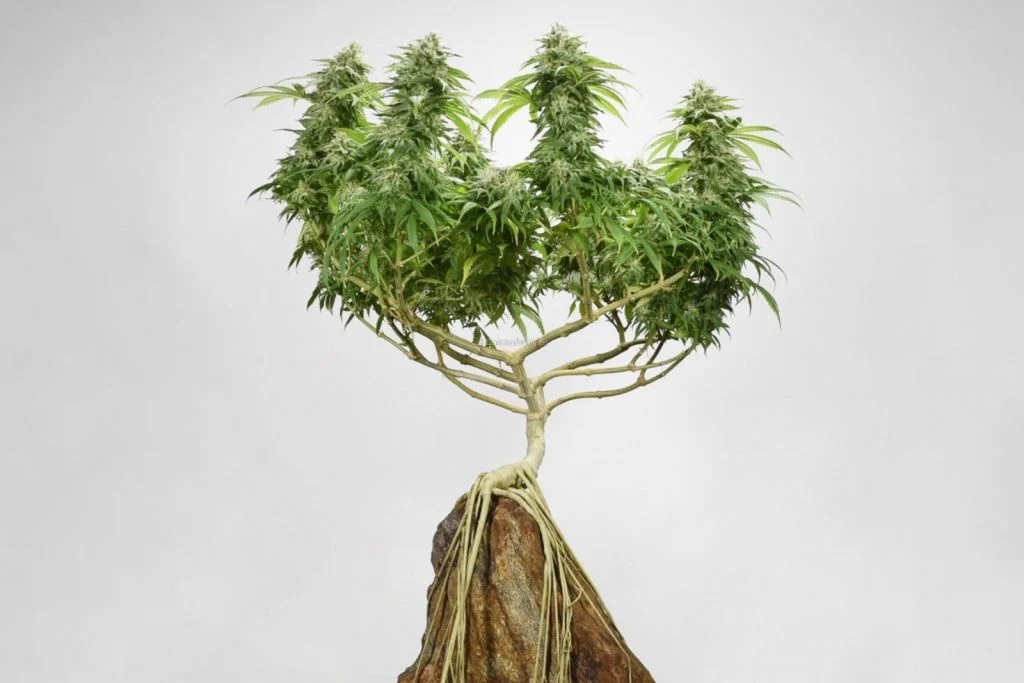 Cannabis Bonsai: What It Is & How To Grow One