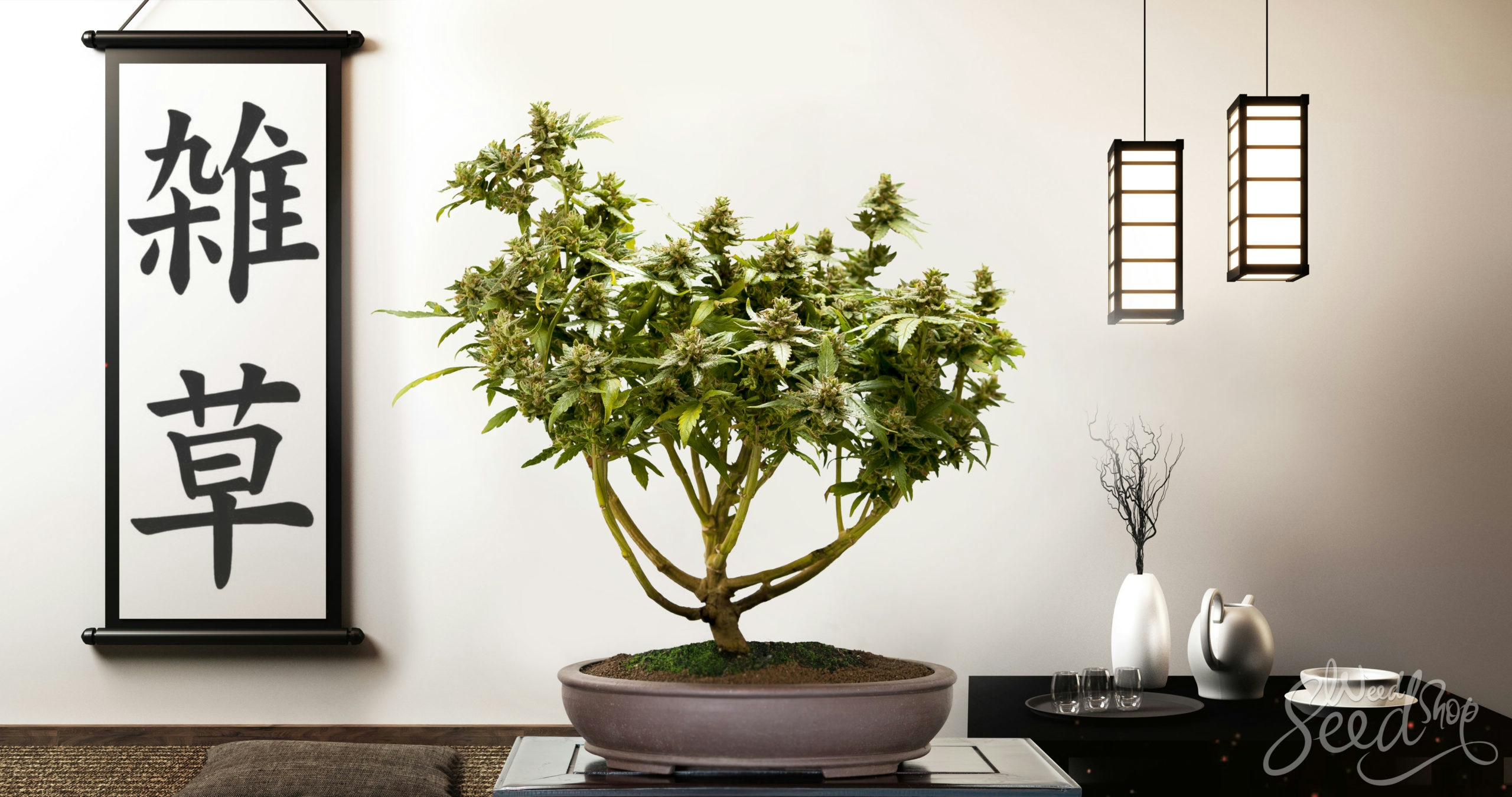 Cannabis Bonsai: What It Is & How To Grow One