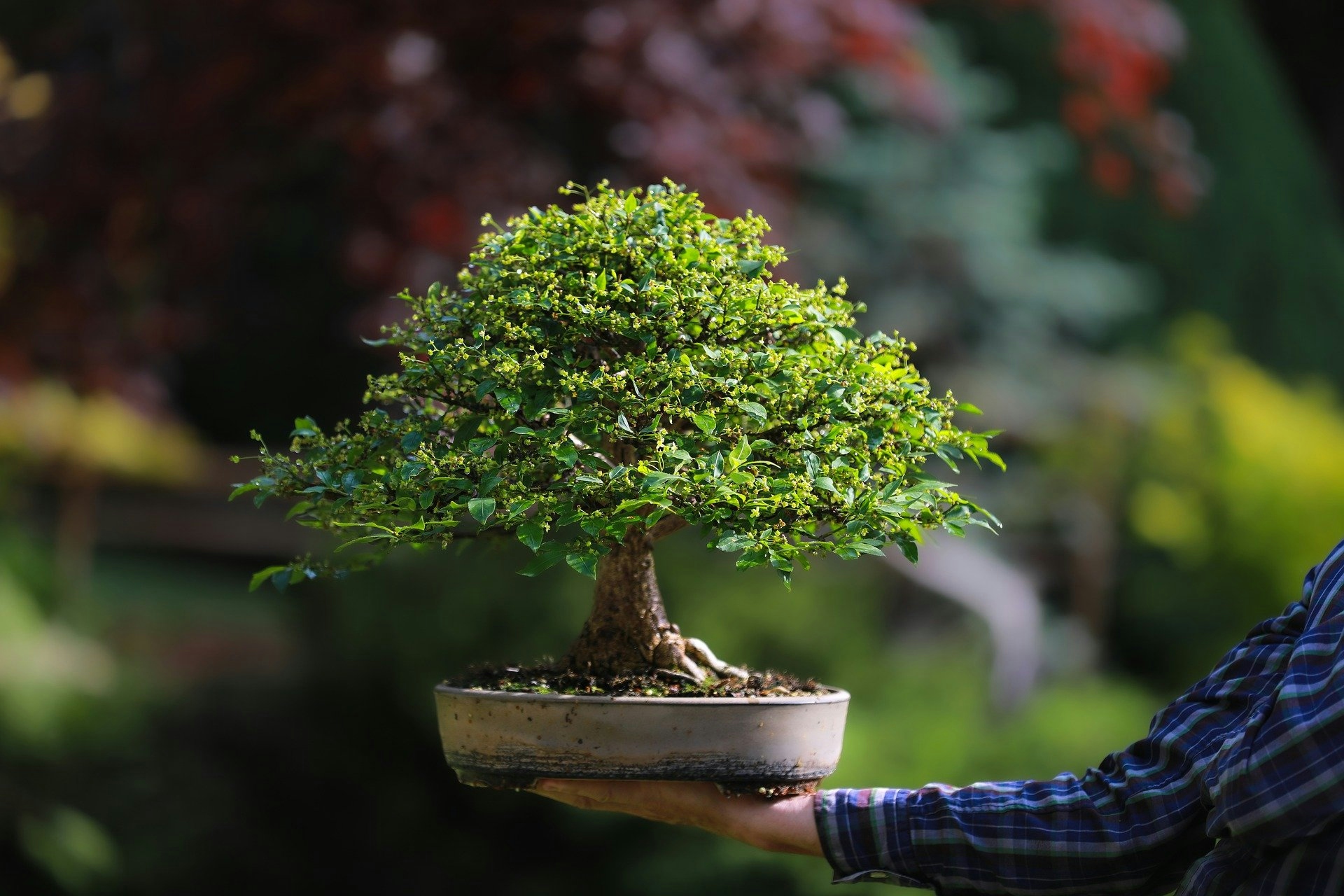 Cannabis Bonsai: What It Is & How To Grow One