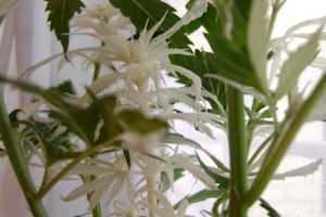 What Is Albino Weed And Does It Really Exist?