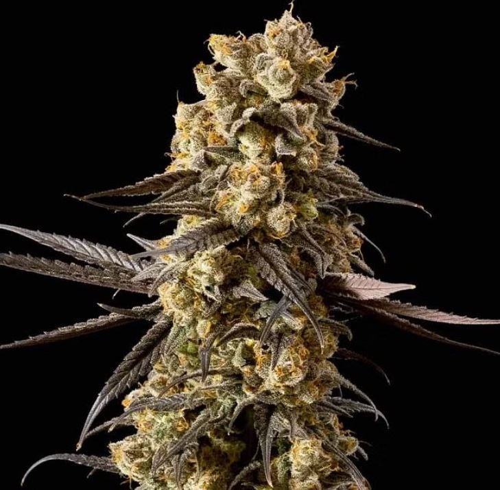 Banana Biscotti F1 Feminized Seeds – 27.8%