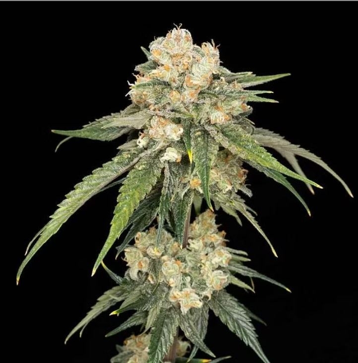 Ice Dream Cake Feminized Seeds – 27.9%