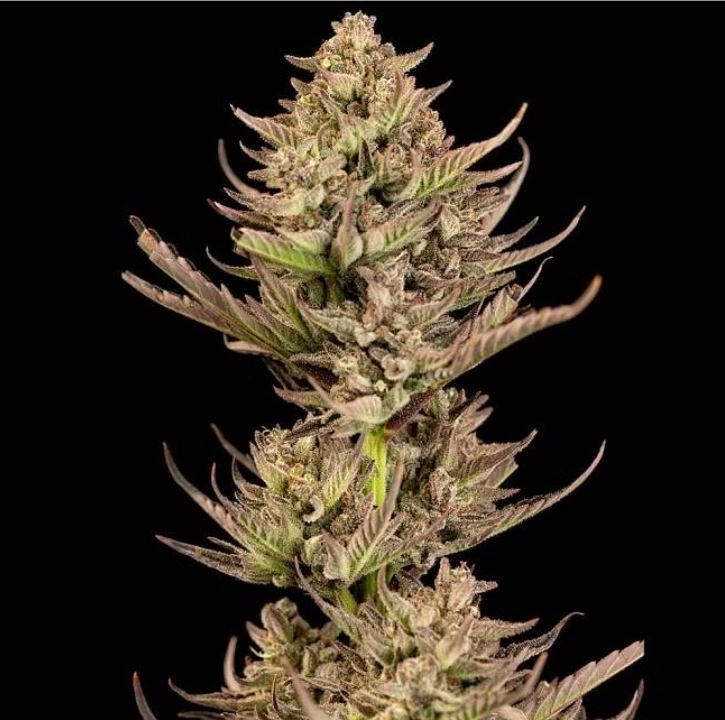 Purple Punch F1 Fast Feminized Seeds – 27%
