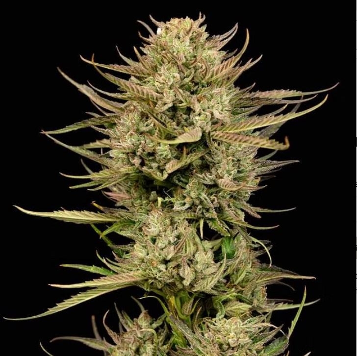 Cherry Punch F1 Feminized Seeds – 28%