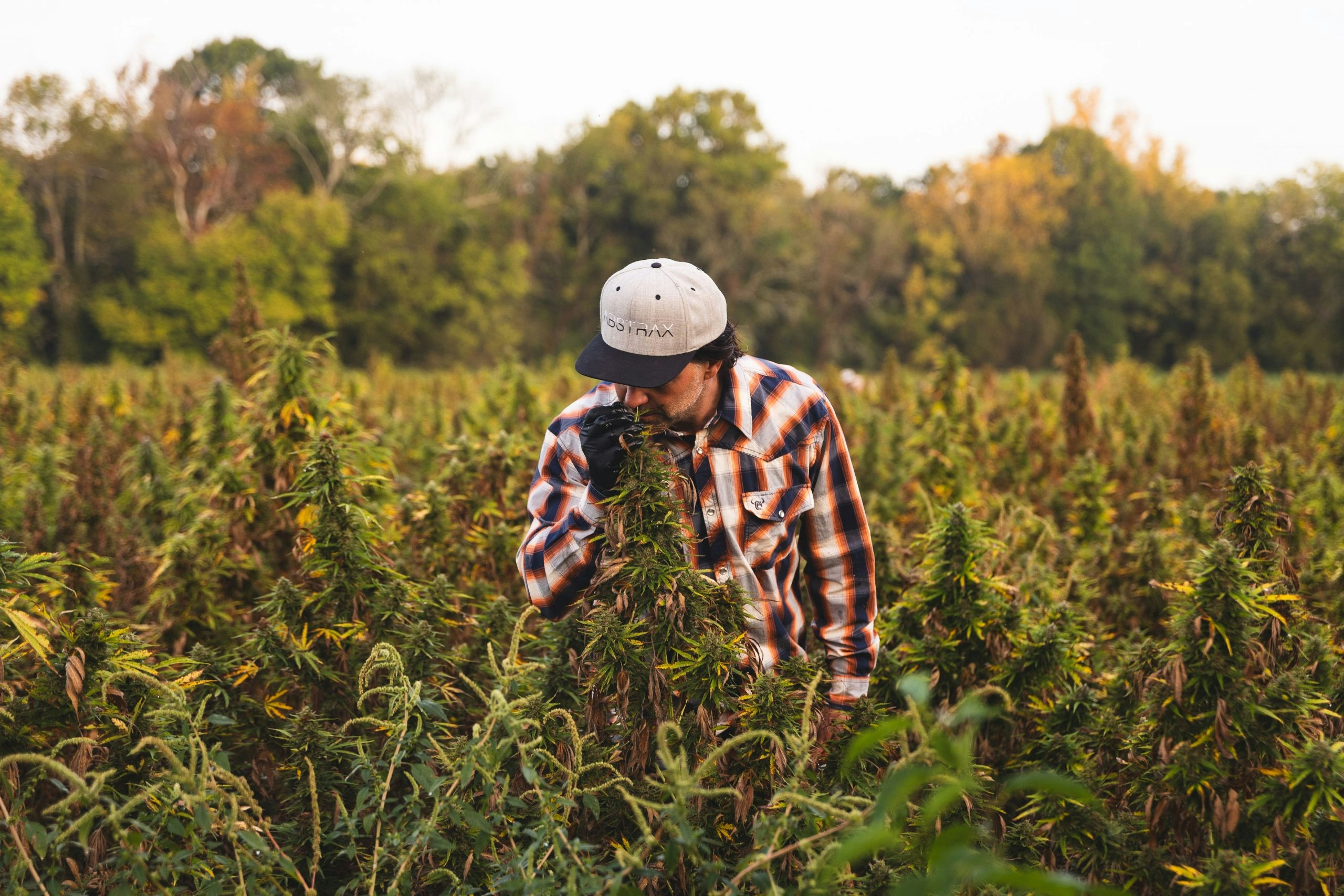 Cannabis-Derived Vs. Botanically-Derived Vs. Hemp-Derived Terpenes