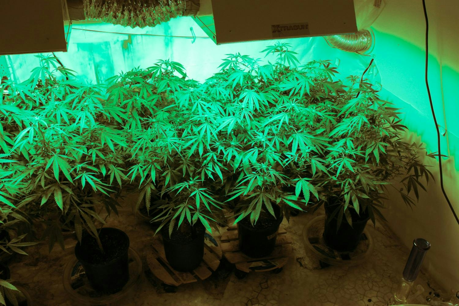 How To Grow Weed Indoors: Easy Guide