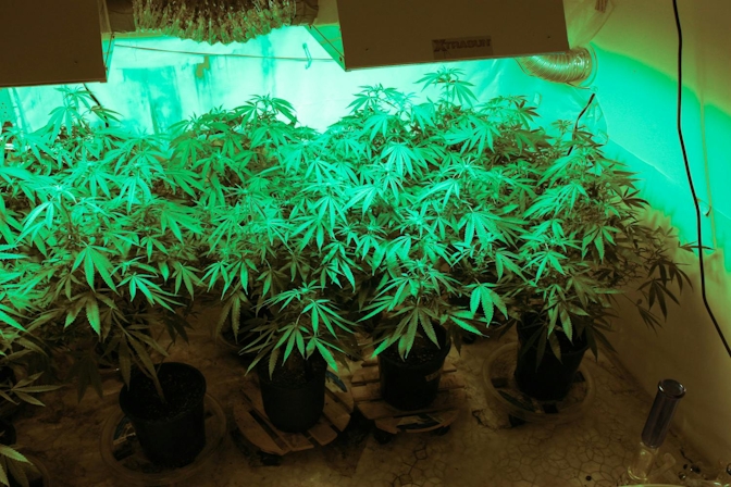 How To Grow Weed Indoors: Easy Guide