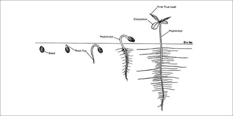 Growing Cannabis Seeds: Here’s Everything You Need To Know