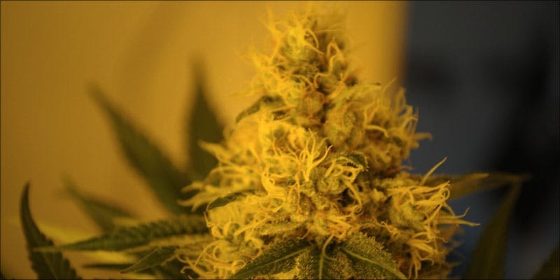 Why You Build Up Cannabis Tolerance And How To Fix It