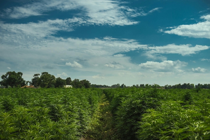 Best CBD Wholesalers: How To Find The Right One For You