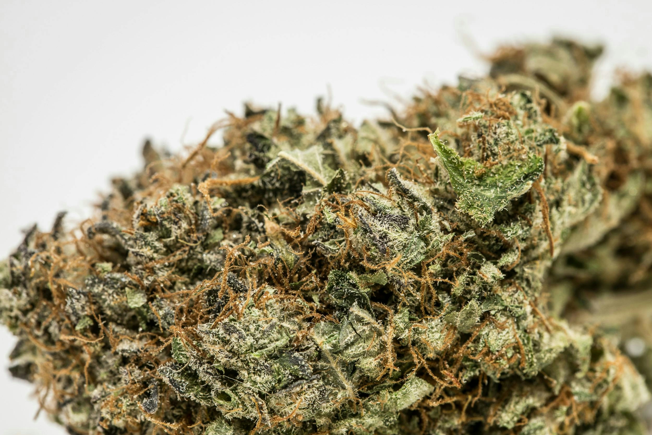 Here Are The Rarest Cannabis Strains On Earth Right Now