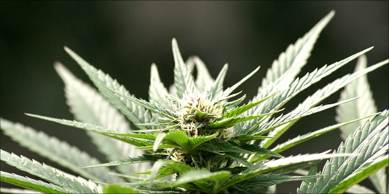 Herb’s Guide To The Best Things To Do On 420