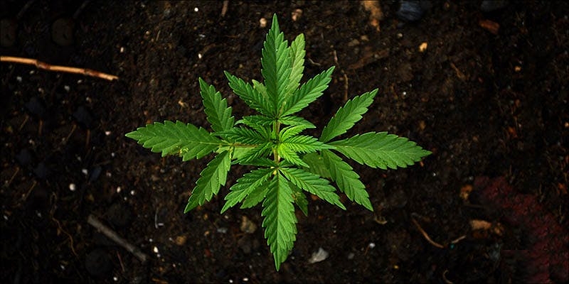 How To Grow Marijuana Outdoors: The Complete Guide