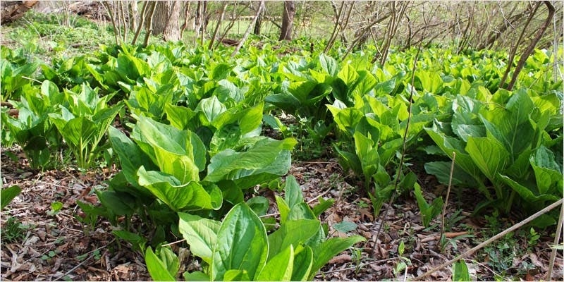 How to Use Your Senses to Determine Quality Cannabis