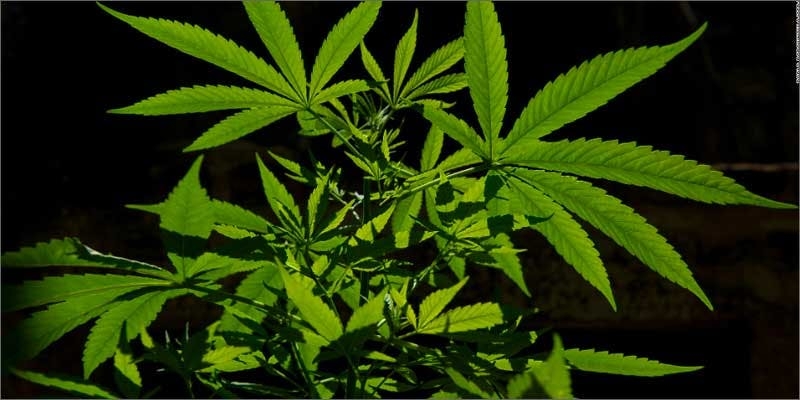 You’ll Love Shopping In This Marijuana Mall