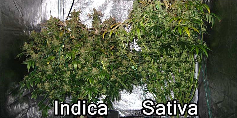 What Was The Original Strain Of Weed?