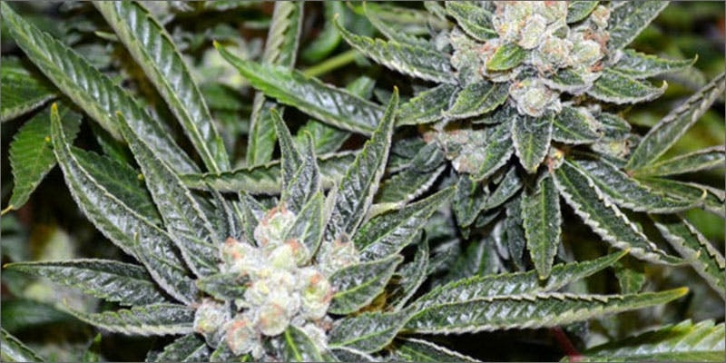 What Was The Original Strain Of Weed?