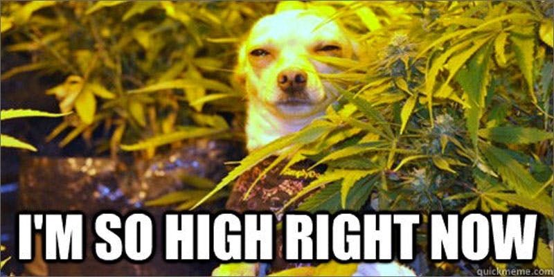 Is There A Point When Smoking Where You Can’t Get Higher?