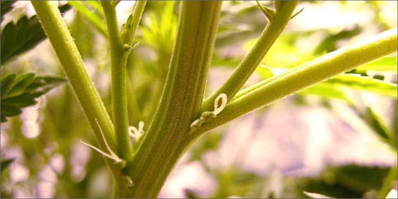 Growing Cannabis Seeds: Here’s Everything You Need To Know