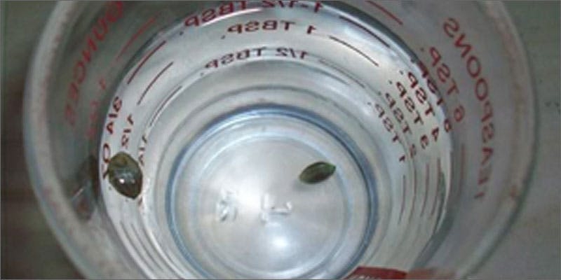 Growing Cannabis Seeds: Here’s Everything You Need To Know