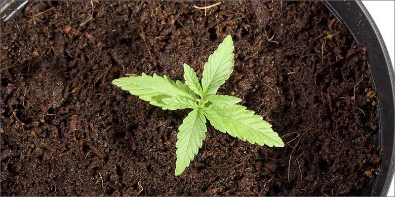 Growing Cannabis Seeds: Here’s Everything You Need To Know