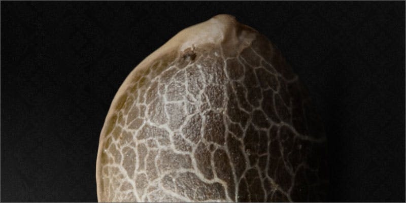 Growing Cannabis Seeds: Here’s Everything You Need To Know