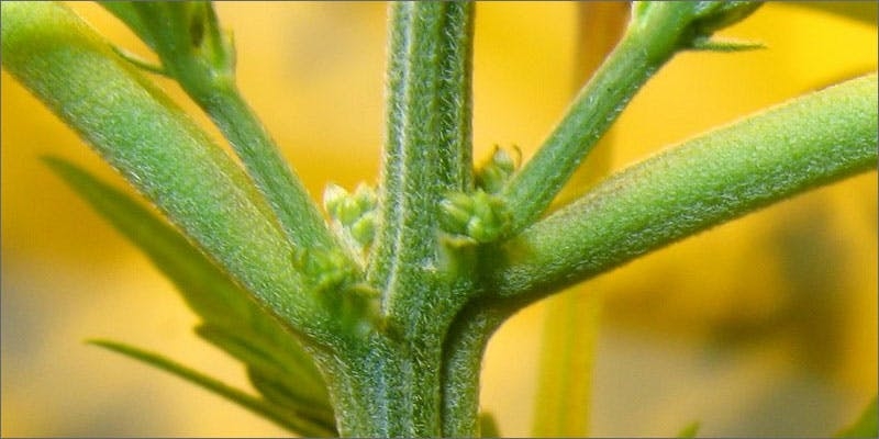 Growing Cannabis Seeds: Here’s Everything You Need To Know