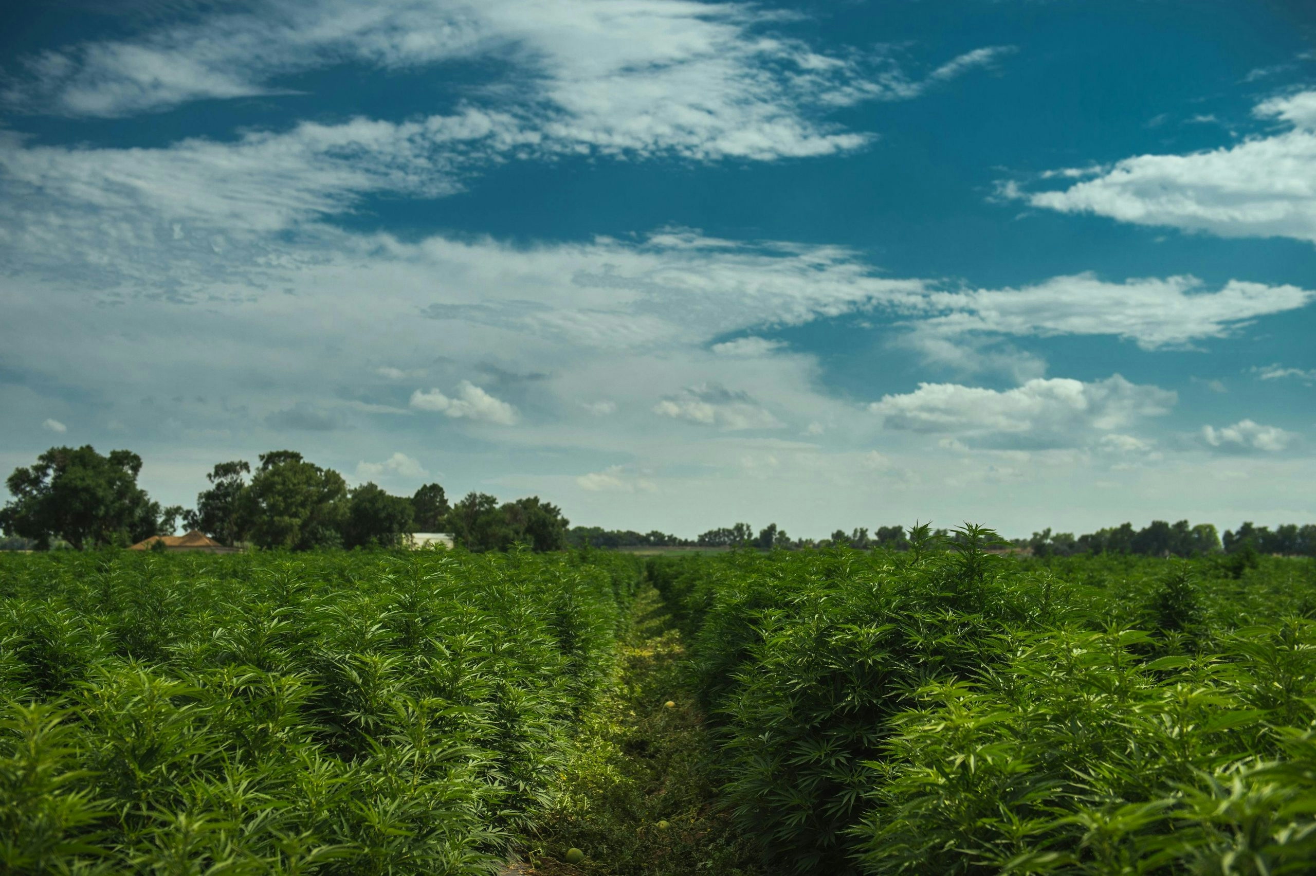 Best CBD Wholesalers: How To Find The Right One For You