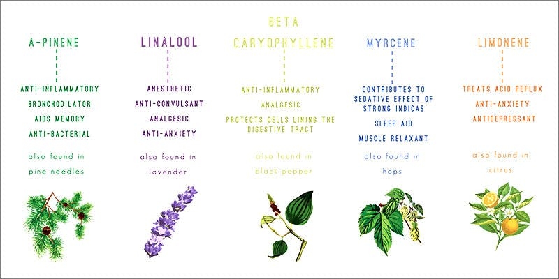 Our Full Review Of Dosist’s Sleep Pen