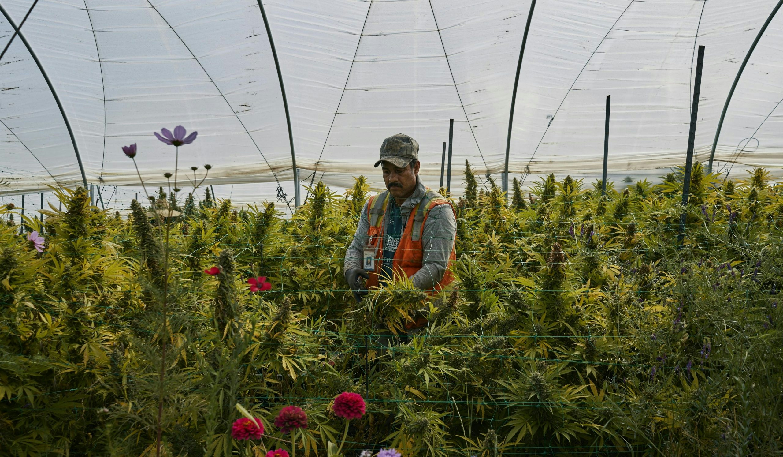 New York Will Make Us Wait: Dispensaries Might Not Open Until 2023