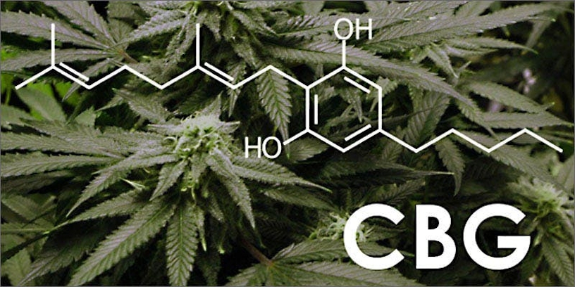 The 10 Best CBG Oils To Buy In 2025