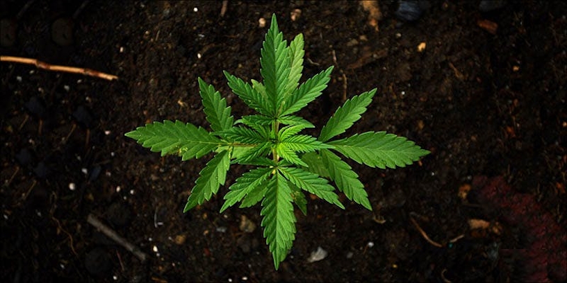 How To Grow Marijuana Outdoors: The Complete Guide