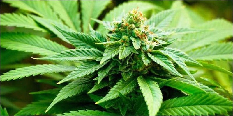 How To Grow Marijuana Outdoors: The Complete Guide