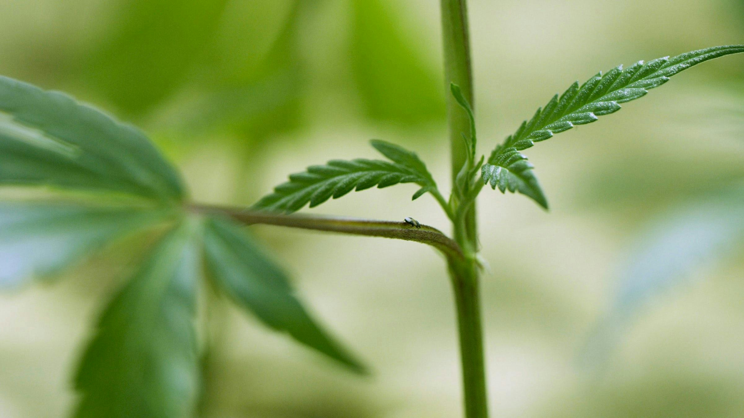 Using Beneficial Insects to Protect Your Grow