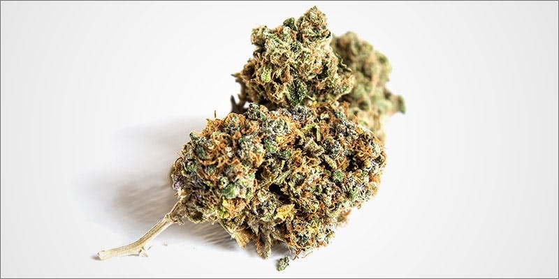 Concentrates vs Flower: Which Is Best For Medical Cannabis?