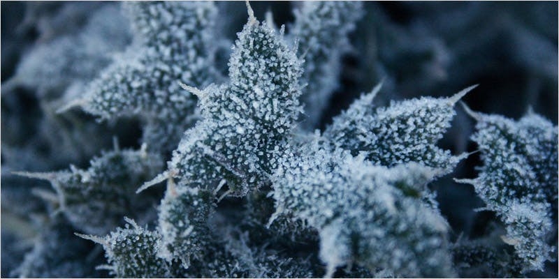 Can Sugar Really Help Cultivate Your Cannabis?