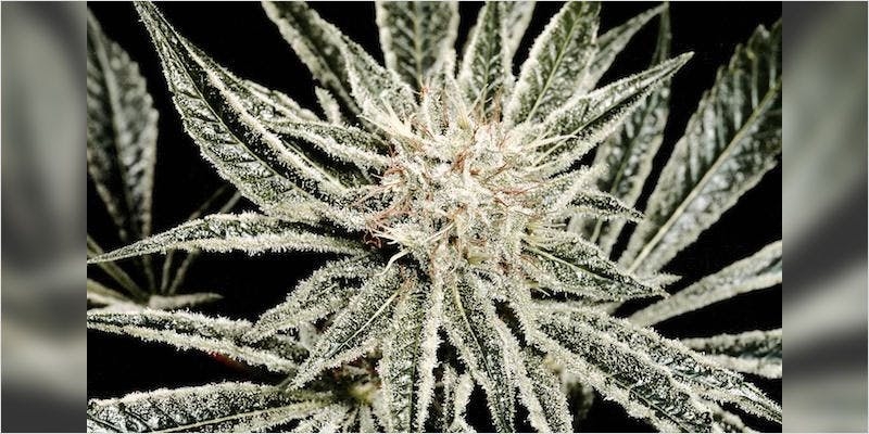 Can Sugar Really Help Cultivate Your Cannabis?